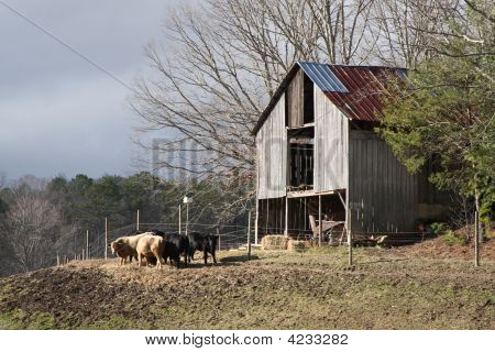 Cattle Barn