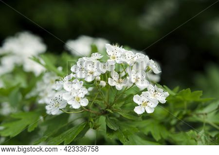 Medicinal Plant White Hawthorn Flowers Close-up Macro Image