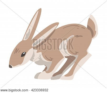 Jumping Hare Or Jackrabbit As Swift Animal With Long Ears And Grayish Brown Coat Vector Illustration