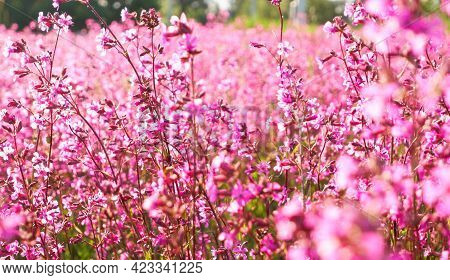 Blooming Sticky Catchflies (silene Viscaria). A Field Of Blooming Pink Herbs