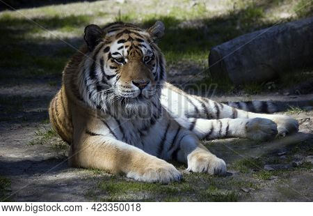 The Siberian Tiger,panthera Tigris Altaica Is The Biggest Jungle Cat In The World. Animal With Strip