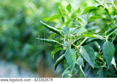 Ripe Green Chilli On A Tree, Green Chilies Grows In The Garden.
