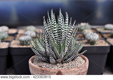 A Beautiful Cactus Type Ornamental Plant That Is A Trend Today