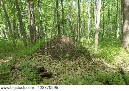 Large Anthill In The Wild Forest. Colony Of Red Forest Ants.