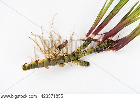 Fresh Acorus Calamus Roots, Also Known As Sweet Flag, Isolated On Light Background. Calamus Root Is 