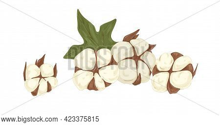 Soft Fluffy Buds Of Cotton Flowers With Leaf. Botanical Composition With Coton Bolls. Realistic Draw