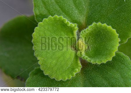 Plectranthus Amboinicus, Commonly Known As Oregano, Is A Tender & Thick Fleshy Perennial Plant , A H