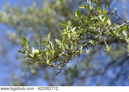 Autumn Olive Branch With Flower Buds - Latin Name - Elaeagnus Umbellata
