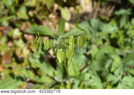 Alpine Barrenwort Leaves - Latin Name - Epimedium Alpinum