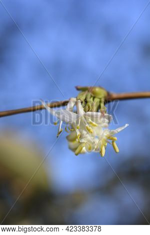 Winter Flowering Honeysuckle Flowers - Latin Name - Lonicera Fragrantissima