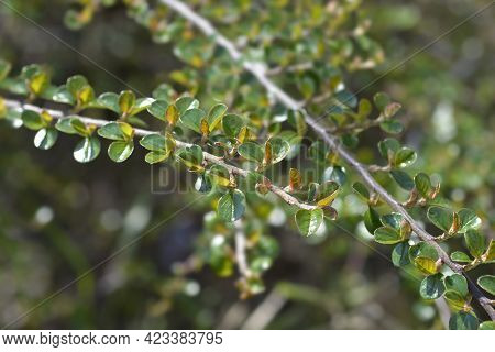 Rock Cotoneaster Branch - Latin Name - Cotoneaster Horizontalis