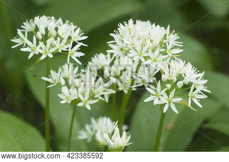 Allium Ursinum Flowering Plants In A Spring Forest