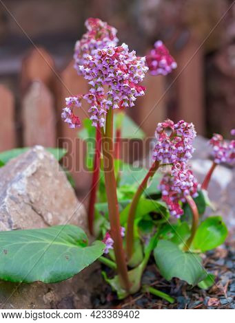 Badan Flowers On A Flower Bed In The Garden