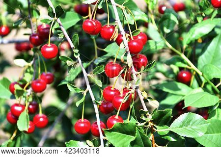 Ripe Cherry (latin. Prunus Subg. Cerasus)
