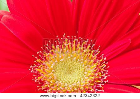 Røde Gerbera Daisey lukke.