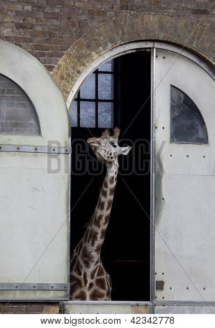 giraffa mostrando i denti