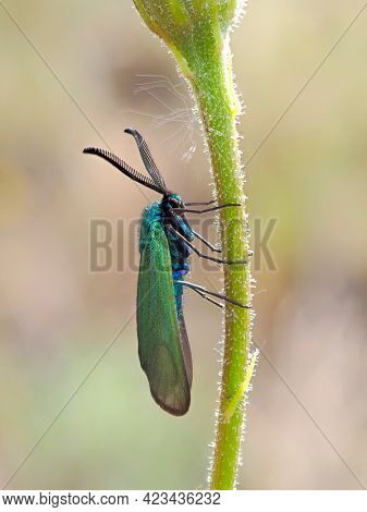 green forester in natural habitat (adscita mannii)