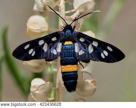 butterfly outdoor in summer (amata phegea)