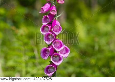 Common Foxglove (digitalis Purpurea) Flower