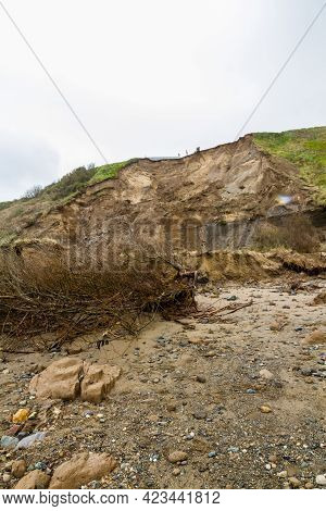 May 2021 Aftermath Of Huge Cliff Landslip At Nefyn, Llyn Peninsula, Wales Fallen Tree.
