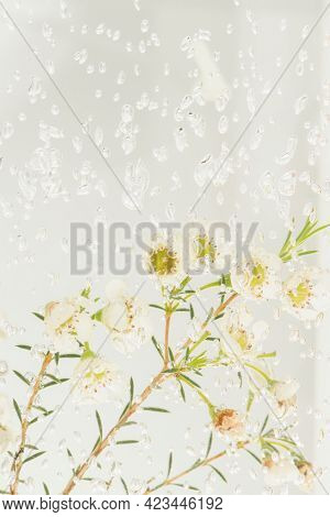 Waxflower under the water with bubbles