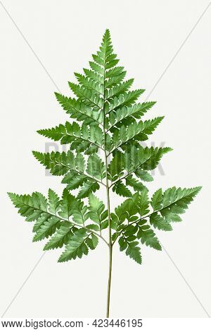 Fresh green leatherleaf fern mockup