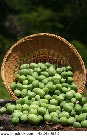 Miniature Mexican Watermelons - Melothria Scabra On Organic Farm