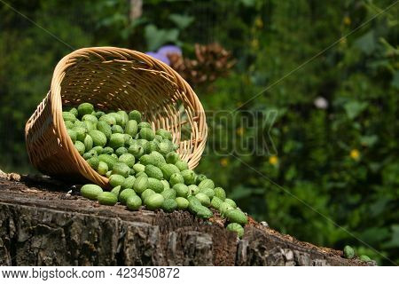 Miniature Mexican Watermelons In Basket - Melothria Scabra