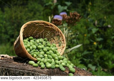 Miniature Mexican Watermelons - Melothria Scabra On Organic Farm