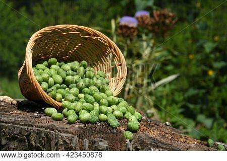 Miniature Mexican Watermelons - Melothria Scabra Outdoors In Garden