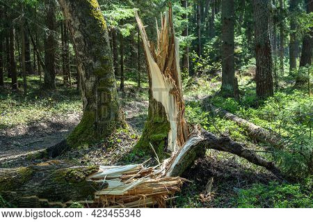 Trees Broken By A Storm In The Forest. Storm Damage. Fallen Trees In The Forest After A Storm. Broke