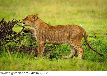 Lion Cub Stands Nibbling Branch Of Thornbush