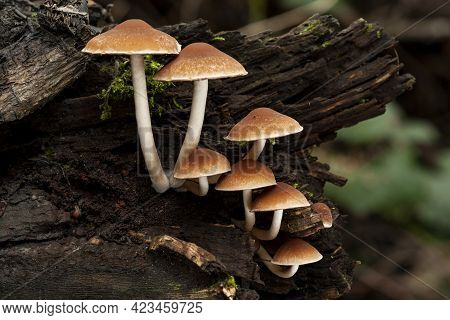 A Selective Focus Shot Of A Psathyrella Piluliformis Growing On A Dead Tree Trunk