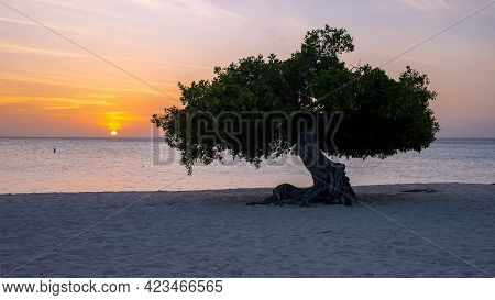 Sunset At Eagle Beach Aruba, Divi Dive Trees On The Shoreline Of Eagle Beach In Aruba.