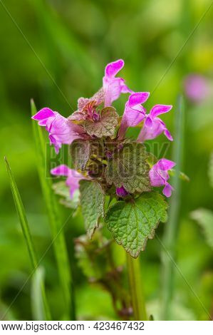 Beautiful Flowers Glechoma Hederacea (nepeta Glechoma) Blossom On Meadow In Springtime Close Up.