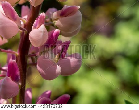 Purple Lupine Flowers Among Green Leaves Close Up