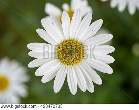 White Chamomile In The Meadow Close-up, Top View.