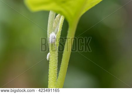 Mealybug Infestation Growth Of Plant. Macro Of Mealybug. Mealybugs On The Okra Plant.