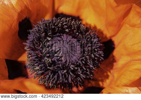 Beautiful Papaver On A Sunny Morning In Spring