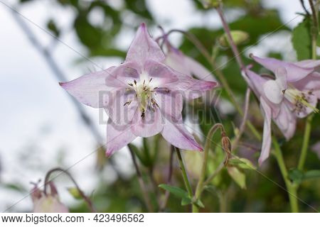 Aconite Flower Commonly Known As Aconitum, Monkshood, Wolf. Aconitum Lycoctonum - The Family Ranuncu