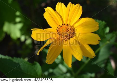 Yellow Flowers. Blooming Flowers In The Garden. Heliopsis. Sunflower Family. Yellow Daisy Flowers. C