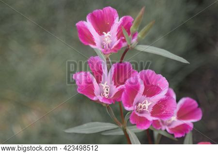 The Blooming Of The Flowers Of The Clarkia Plant Is Beautiful.