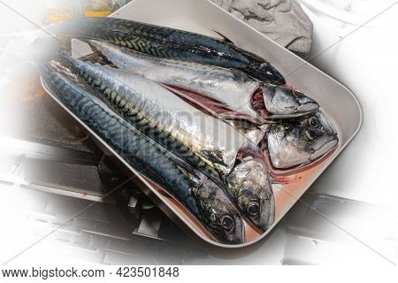 A New Catch Of Mackerel, Scombridae, Ready For Cooking
