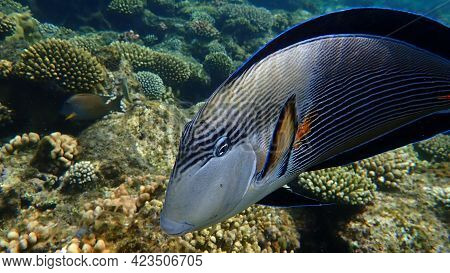 Sohal Surgeonfish Or Sohal Tang Or Arabian Surgeonfish (acanthurus Sohal) Undersea, Red Sea, Egypt, 