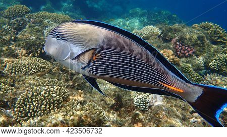 Sohal Surgeonfish Or Sohal Tang Or Arabian Surgeonfish (acanthurus Sohal) Undersea, Red Sea, Egypt, 