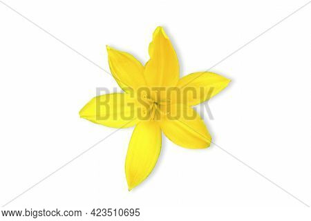 Hemerocallis Lilioasphodelus. Flowering Perennial Herb The Species Of The Genus, Family Silanikove D