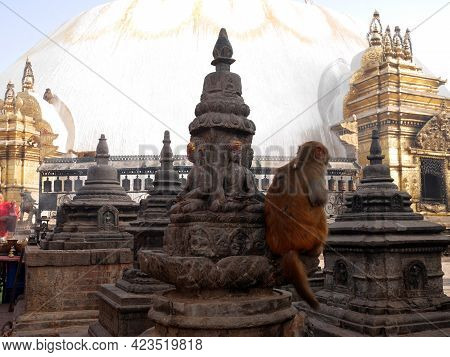Monkey Walking Playing Sitting Relaxed In Swayambhunath Pagoda Or Swayambu Or Swoyambhu Or Monkey Te