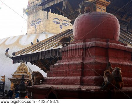 Monkey Walking Playing Sitting Relaxed In Swayambhunath Pagoda Or Swayambu Or Swoyambhu Or Monkey Te