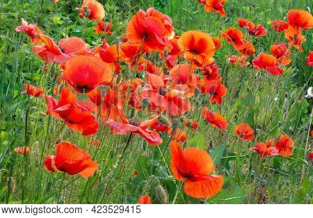Field Of Red Poppies Flowers(papaver Rhoeas) Close Up. The Plant Is Also Known As Corn Rose, Common,