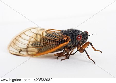 Dying Brood X Cicada Close Up